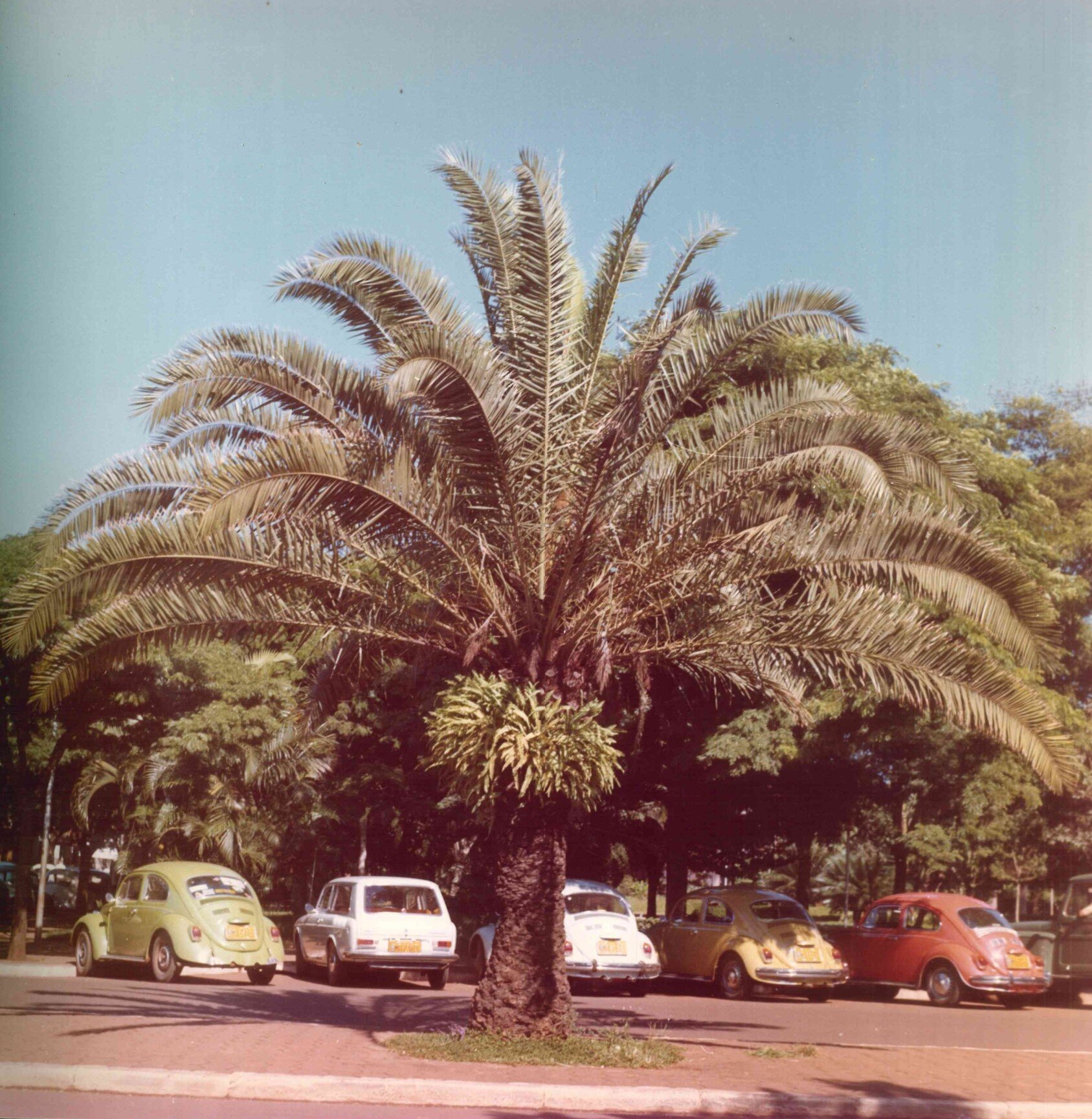 Palmeira da avenida Duque de Caxias - Década de 1970