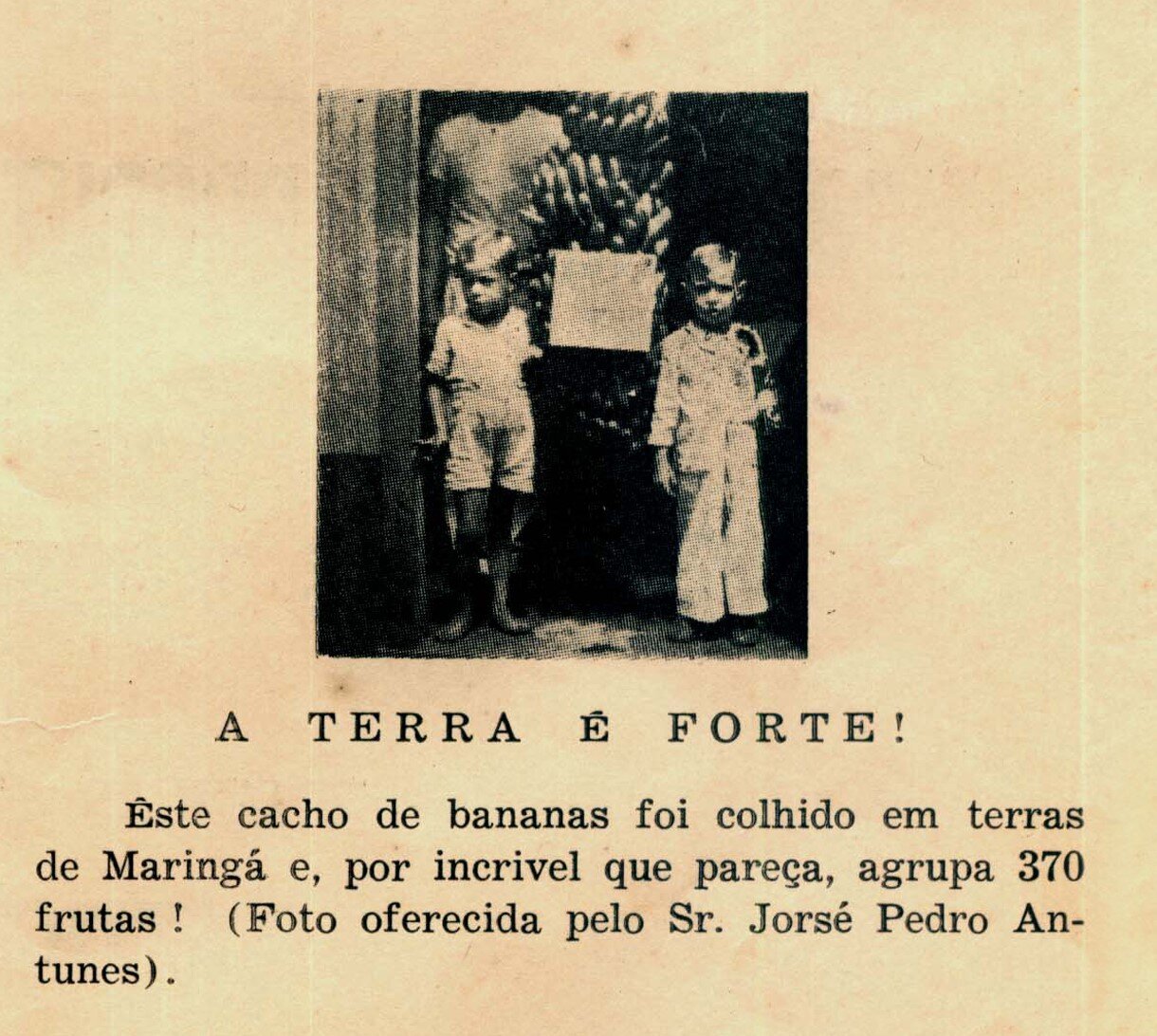 Série: Quem? - Grande cacho de bananas de 1957