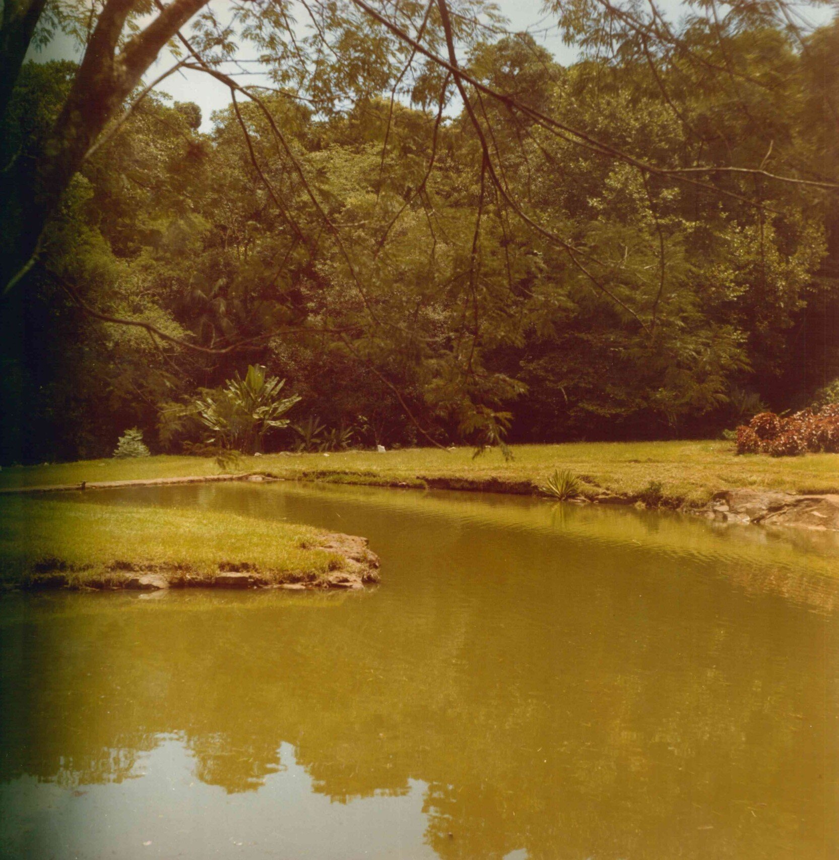 Vista panorâmica do interior do Horto Florestal - Anos 1970