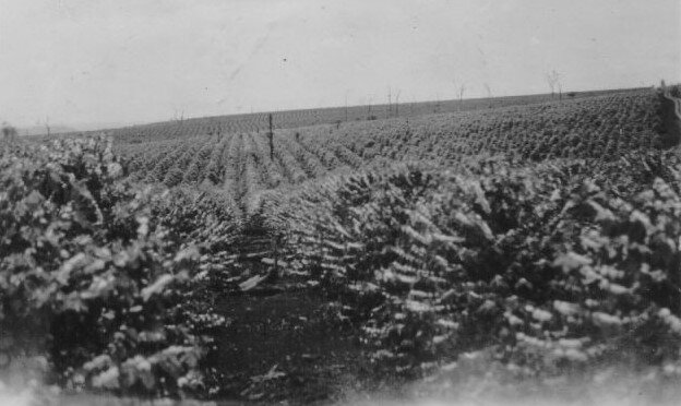 Florada de café na estrada Guaiapó - 1954